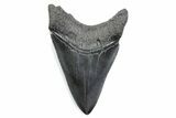 Serrated, Fossil Megalodon Tooth - South Carolina #370481-1